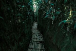 Lorong lumut