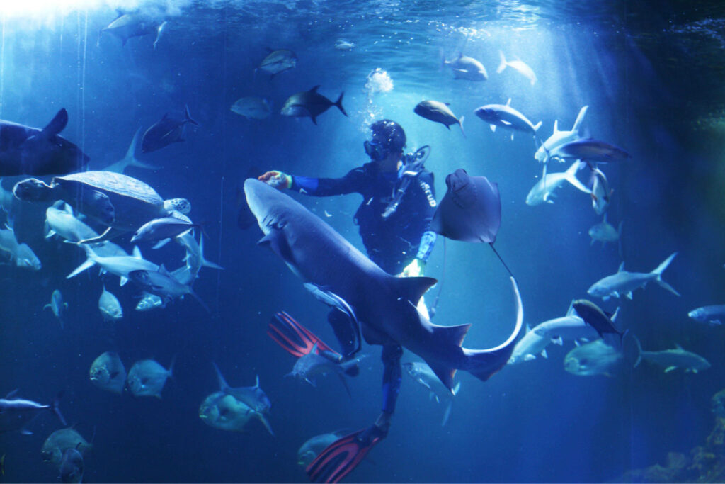 Aquarium Indonesia Pangandaran-2