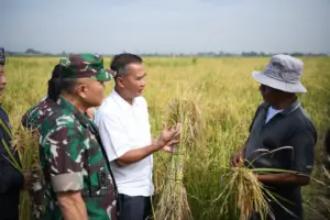 panen raya