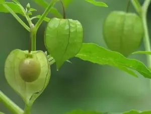 bahaya buah ciplukan