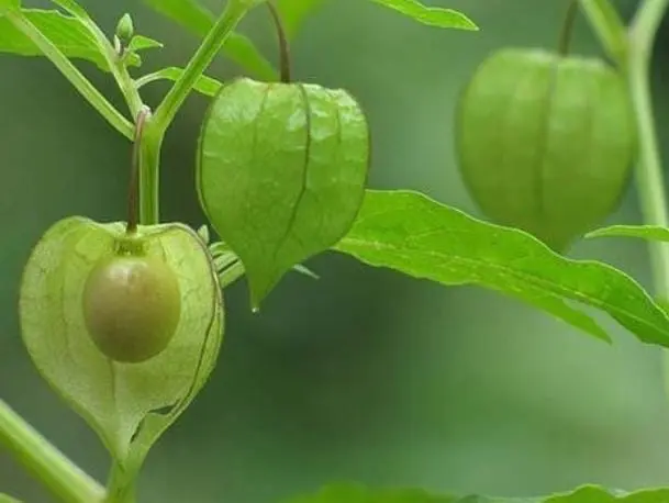 bahaya buah ciplukan