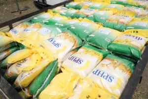 Produksi Beras Meningkat 50 Persen