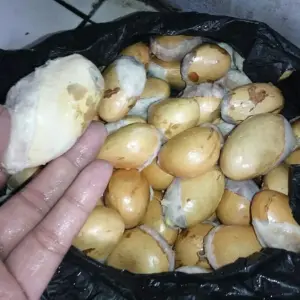 manfaat biji durian
