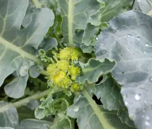 nutrisi vitamin k