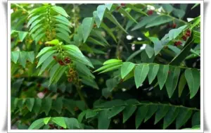 manfaat daun katuk