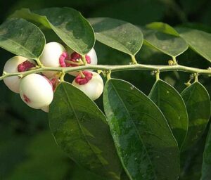 efek samping daun katuk