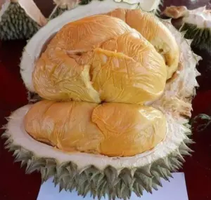 durian black thorn