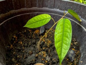 menanam durian di pot