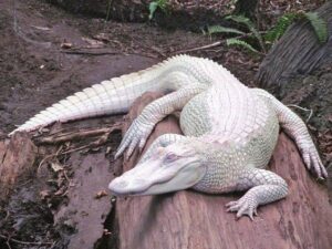 albino pada hewan