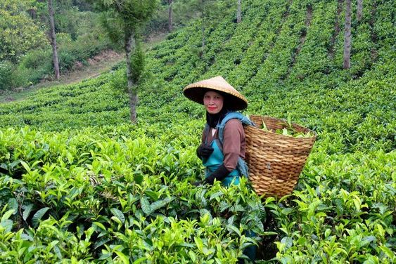 kebun teh ciater