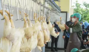 rumah potong hewan sertifikasi halal