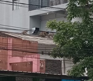 bahaya penyakit akibat serangan monyet
