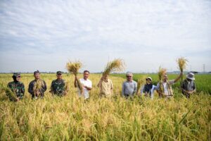 Lumbung Padi Nasional