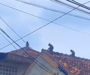 Monyet Ekor Panjang Mulai Turun Gunung Masuki Kota Bandung