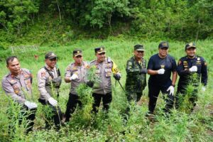 Tujuh Ton Ganja Siap Panen di Aceh Dimusnahkan