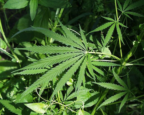 MK Tolak Permintaan Legalisasi Ganja