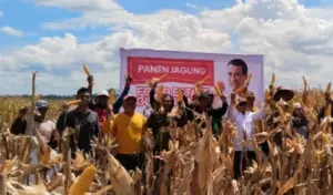 food estate gunung mas gagal