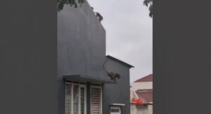 Gaya hidup monyet ekor panjang yang semi cosmopolis, monyet bandung