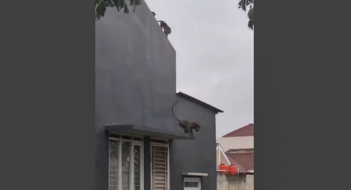 Gaya hidup monyet ekor panjang yang semi cosmopolis, monyet bandung