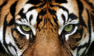 Diserang harimau Lampung