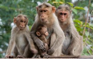 monyet, kera, monyet turun gunung di bandung, perbedaan monyet dan kera