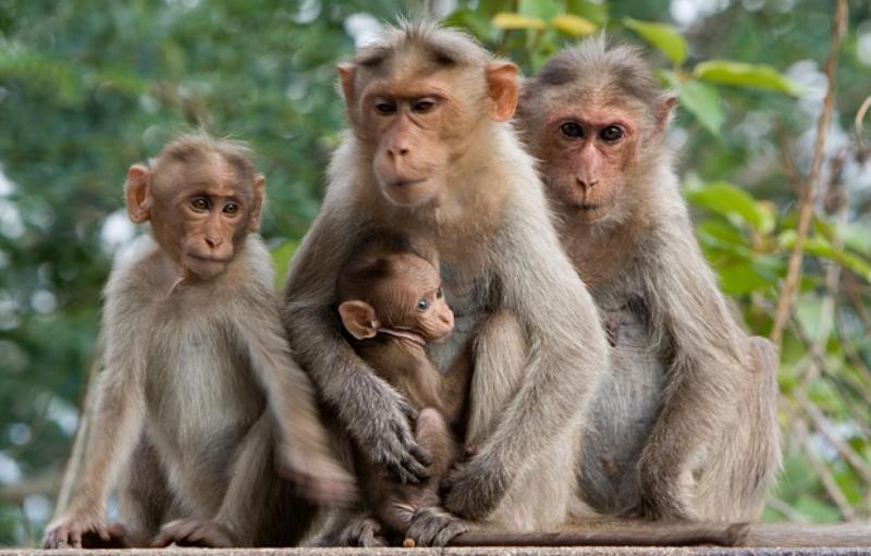 monyet, kera, monyet turun gunung di bandung, perbedaan monyet dan kera