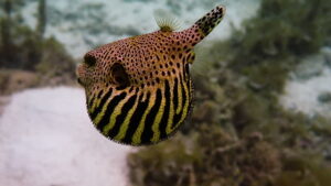 keracunan ikan buntal