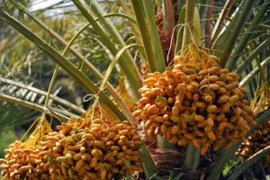 kurma israel