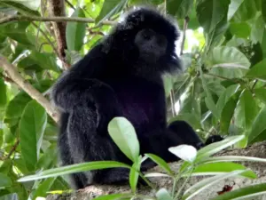 monyet lutung jawa