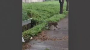 monyet di cileunyi rancaekek bandung