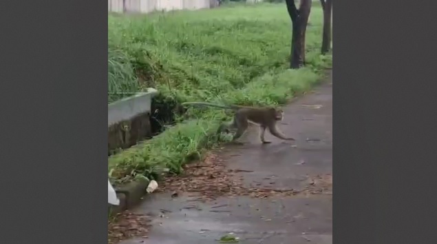 monyet di cileunyi rancaekek bandung
