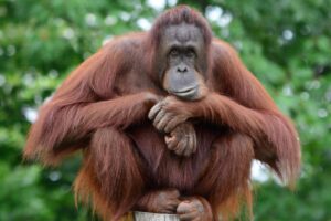 Orang Utan masuk dalam jenis kera 