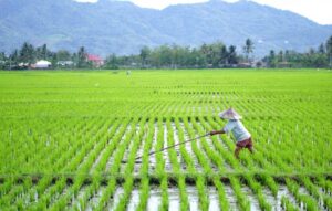 Brigade Pangan Optimalkan Lahan dan Tingkatkan Produktivitas Beras