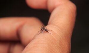 Dengue Shock Syndrome