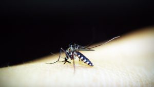 Hari Malaria Sedunia