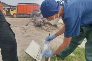 400 Lebih Kerbau di OKI Sumsel Mati Mendadak