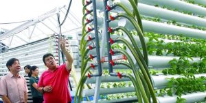 urban farming