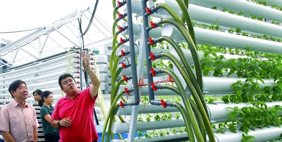 urban farming