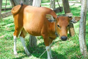 Daftar Harga Sapi Kurban 2024 (1)