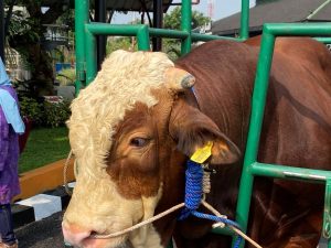 Kota Bandung Terapkan Kalung Barcode untuk Hewan Kurban, Pastikan Hewan Kurban Aman dan Transparan