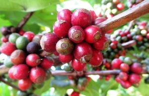 Kopi Ekselsa Sumedang, World Brewers Cup 2024, Ryan Wibawa