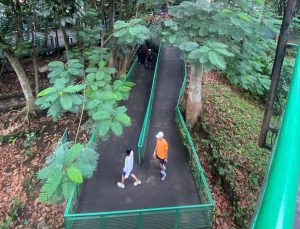 Nikmati Suasana Segar di Hutan Tengah Kota