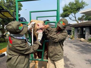 DKPP Kota Bandung Pastikan LSD dan PMK Tidak Mengancam