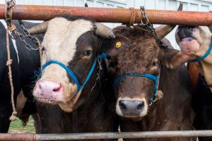 Wabah PMK Ancam Populasi Sapi di Indonesia