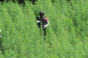 Sistem Deteksi Ladang Ganja Ilegal