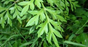manfaat daun kenikir