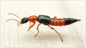 mengobati gigitan tomcat-3
