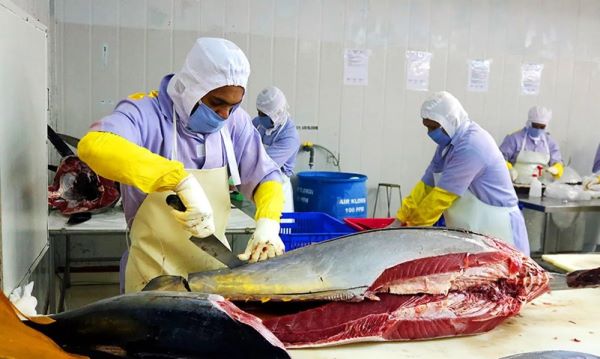 Ekspor Tuna ke Luar Negeri