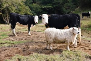 harga sapi kurban