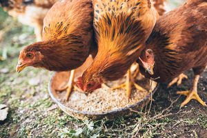 sertifikat halal ayam